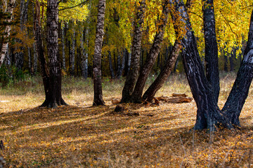 Obraz premium birch trunks and their shadows at the edge of the autumn forest