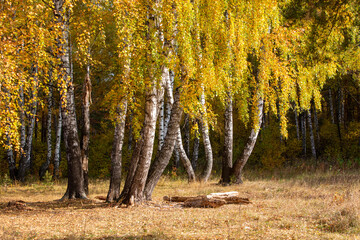 birch trunks and their shadows at the edge of the autumn forest