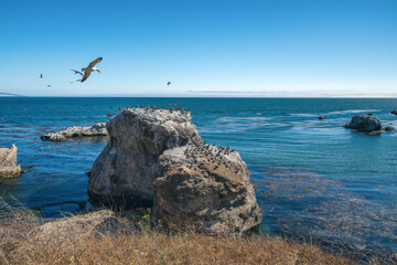 Fototapeta na wymiar Pismo Beach Cliffs and Flock of Birds. Horizon Over the Ocean. California Coastline