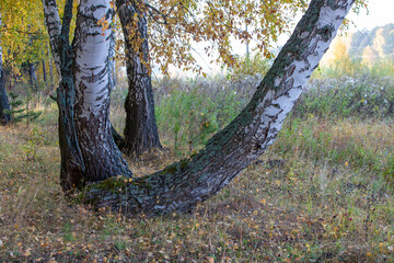 birch trees in the autumn forest in the morning