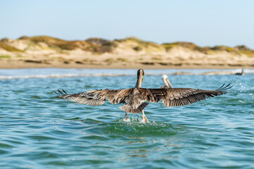 Fototapeta premium Pelicans flying over the ocean, Morro Bay, California Central Coast