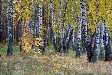 birch trees in the autumn forest in the morning