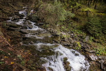 creek in a green forest