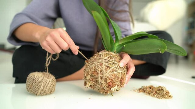 DIY home decoration with air plant hanging japanese moss ball. Woman making orchid kokedama with moss and rope. Gardening indoors