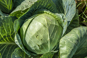 Fototapeta premium Natural white cabbage grows on a bed. Useful food, gardening, agriculture.