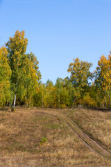 Naklejka premium birch grove in autumn on a sunny day