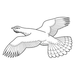 Wood grouse vector illustration for coloring books and pages. Hand drawing, isolated on white.