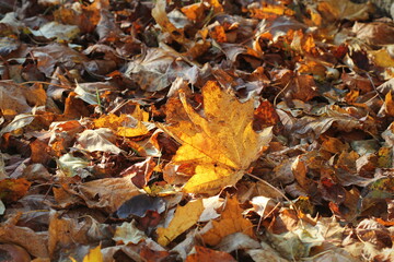 Fallen dried autumn leaves on the ground