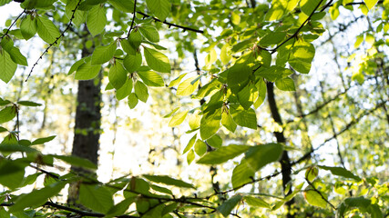 Lichtstrahlen im sommerlichen Wald