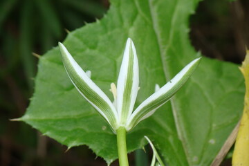 Wildflower (Ornithogalum baeticum)
