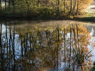morning reflections of trees in a calm lake
