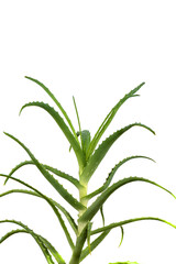 Aloe vera cactus isolated on white background. Used in cosmetology and alternative medicine.