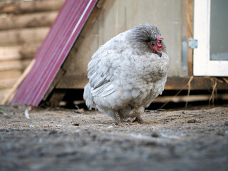 Sad chicken on the farm