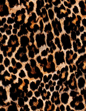 spotted animalier texture