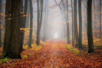 Forest road between the autumn trees in foggy morning
