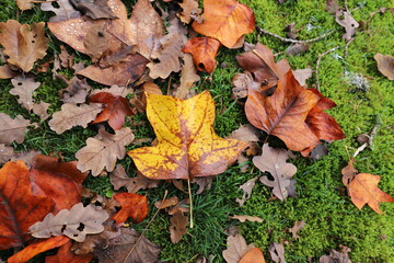 Single yellow autumn maple leave in forest on the ground.