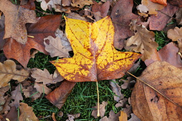Single yellow autumn maple leave in forest on the ground.
