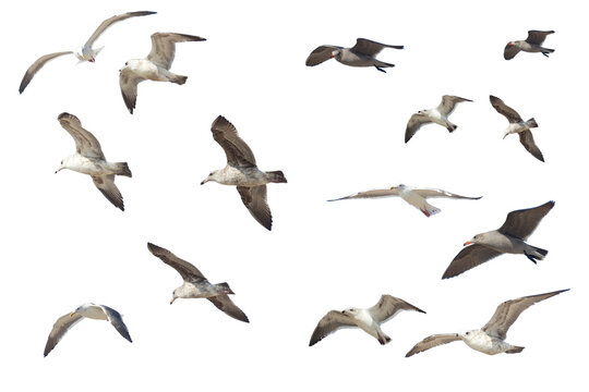 Flying Seagulls Isolated White © Ezume Images