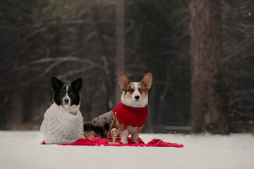 welsh corgi cardigan winter portrait two dogs love story