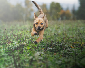 puppy in air, jumping on grass field, mix breeding german shepherd