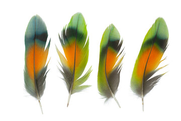 Beautiful collection parrot lovebird feather isolated on white background © nadtytok28