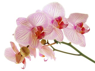 Fototapeta na wymiar pretty pink orchid Phalaenopsis isolated close up