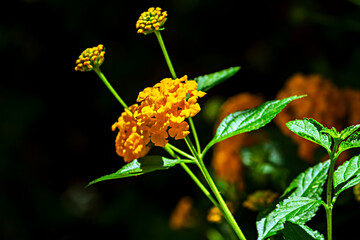 Lantana IMG_6992