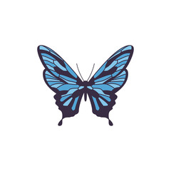 Blue exotic butterfly with patterned wings flat vector illustration isolated.