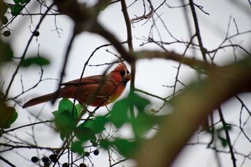 Red Bird