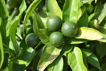 The mandarin orange (Citrus reticulata) green unripe fruits growing in a tree