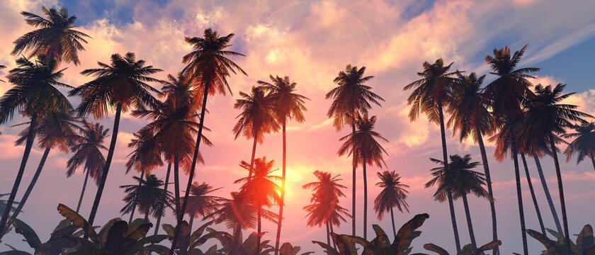 Beautiful sunset sky with palms, palms on the background of the sky with clouds and the sun