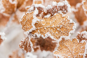 hoarfrost on leaves at cold winter day