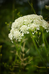La beauté de la nature. Rencontre avec de magnifiques fleurs