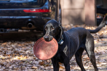 Dog with Frisbee