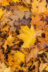 autumn leaves on the ground