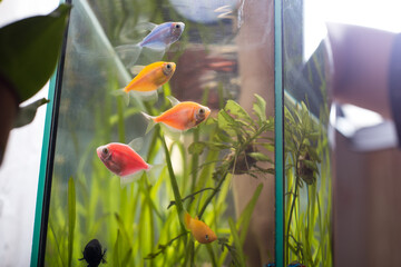 cleaning the aquarium, fish in a dirty aquarium