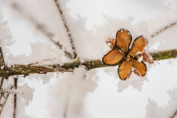 hoarfrost on leaves at cold winter day