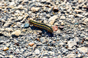 Caterpillar slowly crawling along the hot multicolored summer asphalt en route to the cool green grass
