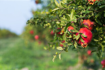 Fall pomegranate harvest