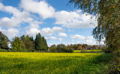 
Beautiful yellow landscape with mustard seed in Flemish Brabant