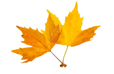  autumn leaves isolated