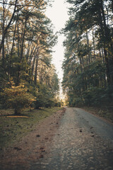 Obraz premium road in the forest