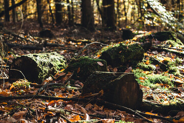 Baumstämme im Wald