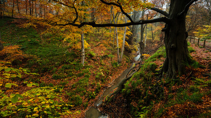 Fototapeta na wymiar Autumn woodland landscape. Plessey Woods in the county of Northumberland, England, UK.
