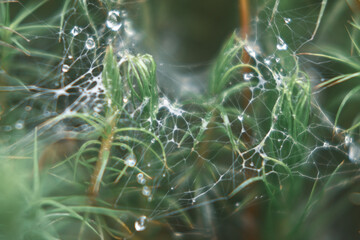 Macro web with dew