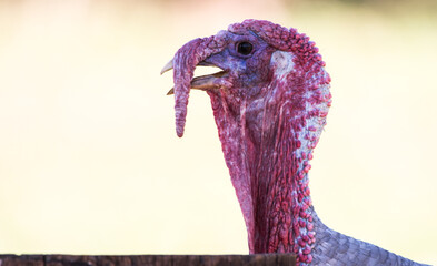 Turkey close up