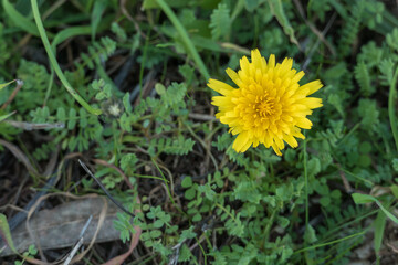 dandelion plant flower top view..
