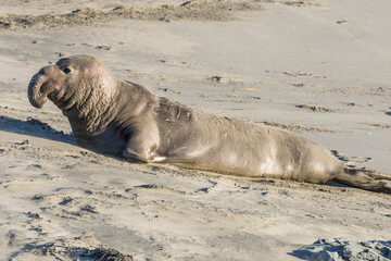 Bull Elephant Seal on San Simeon Beach - California