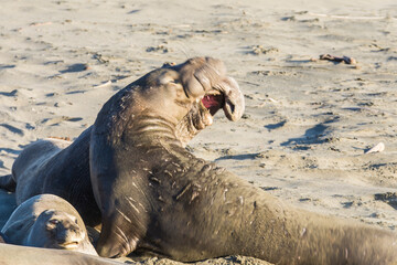 Bull Elephant Seal on San Simeon Beach - California