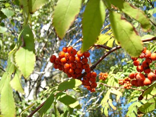 Rowan red